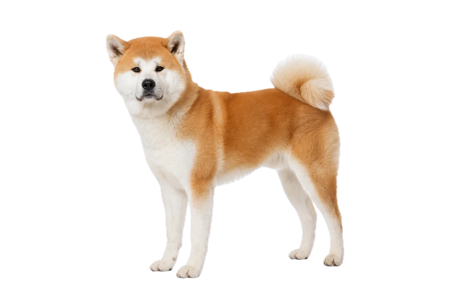 Full-body breed illustration: Akita